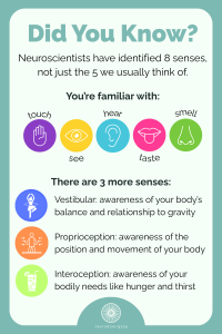 An infographic describing the 8 senses: touch, sight, hearing, taste, smell, vestibular, proprioception, and interoception. 