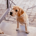 A puppy with a leash on, coming in from a walk outside.