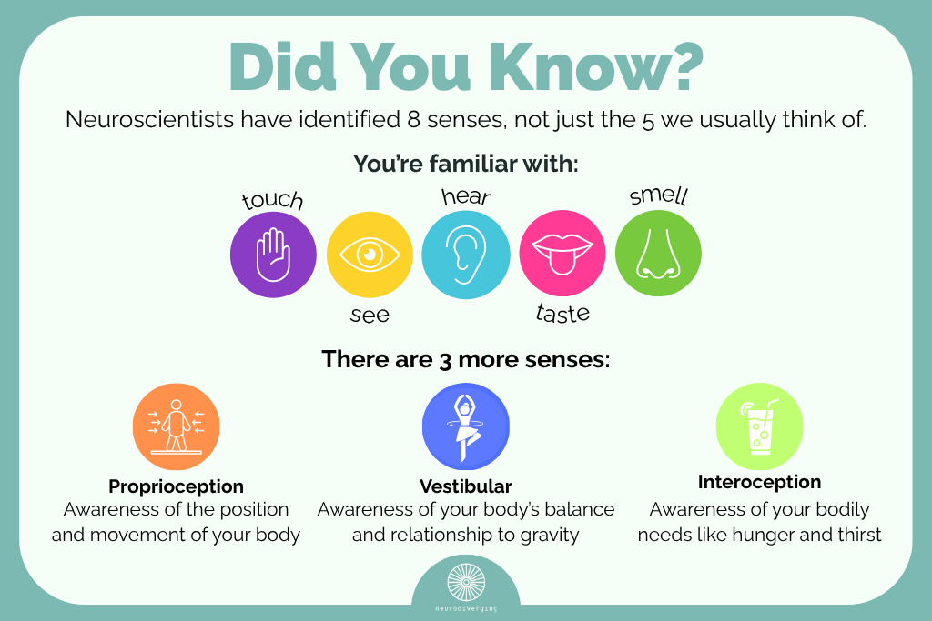 An infographic describing the 8 senses: touch, sight, hearing, taste, smell, vestibular, proprioception, and interoception.